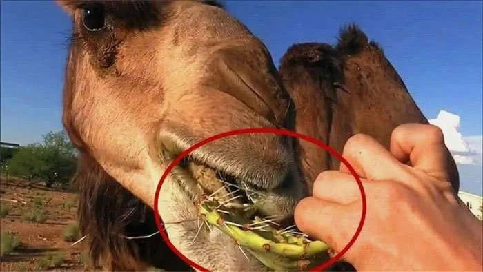 Lưỡi của lạc đà được bao phủ bởi một lớp "vết chai" dày