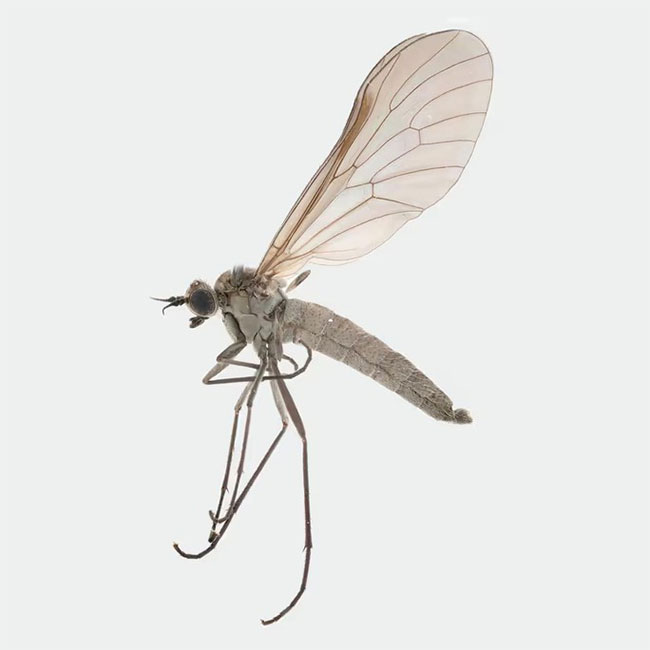 Mẫu vật giống đực của loài Atherimorpha latipennis với đôi cánh hữu dụng.