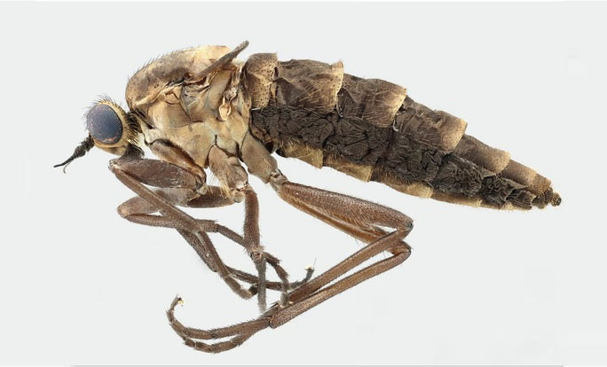  Mẫu vật con cái của loài Atherimorpha latipennis với đôi cánh thoái hóa. 