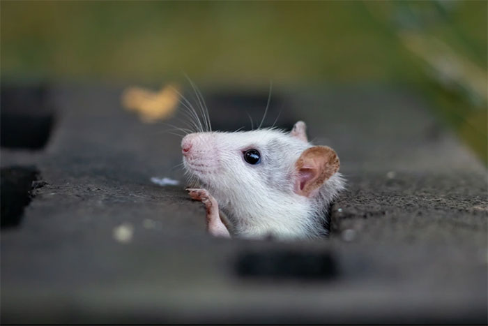 Chuột là vật mang mầm bệnh khác nhau