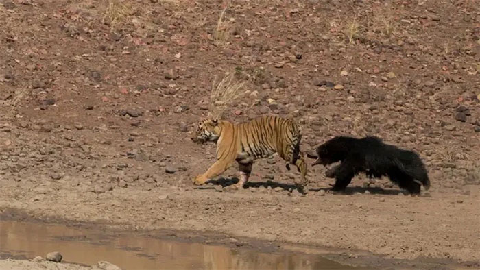 Một con hổ Bengal bị gấu lười rượt đuổi