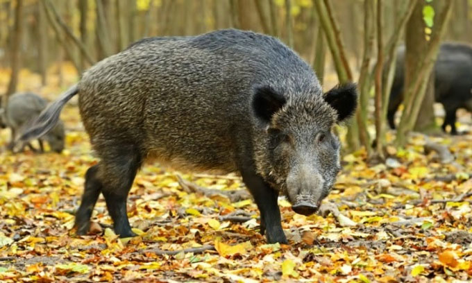  Giải quyết lợn rừng trở thành vấn đề nan giải ở Italy. 