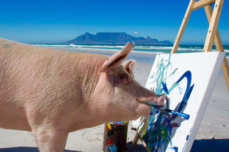 Lợn Pigcasso thông minh, tò mò và ham học hỏi.