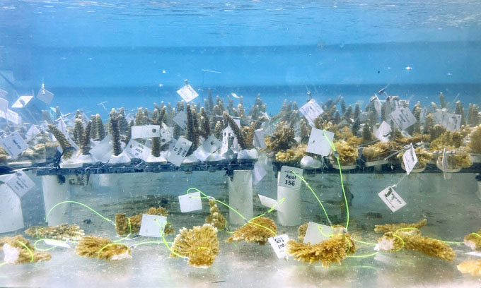 Những mẫu san hô tự nhiên nằm an toàn trong ngân hàng gene sống tại Viện The Reef, Floria