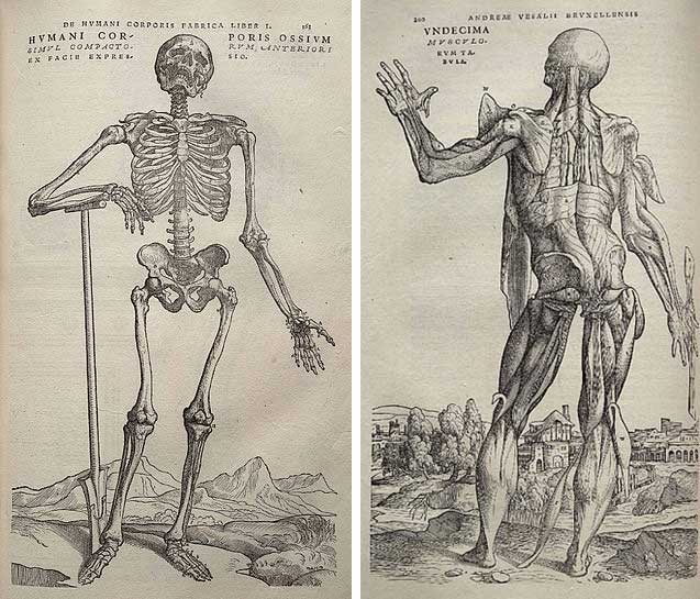 Một số hình minh họa cơ thể người của Andreas Vesalius