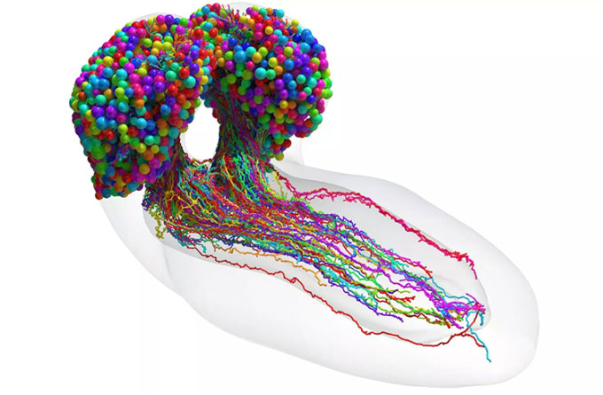 Bản đồ cho thấy tập hợp đầy đủ các tế bào thần kinh và khớp thần kinh trong não côn trùng