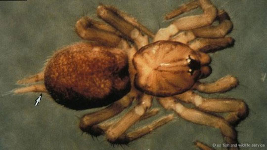 Ở phía Nam Siberia, cây thông và nhện tarantula là hai thứ luôn xuất hiện cùng nhau như hình với bóng. 