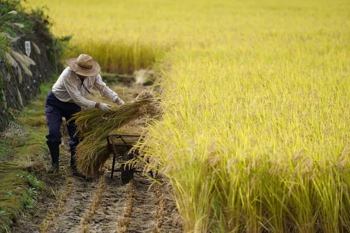 Các nhà sản xuất đang nỗ lực xuất khẩu gạo ra thế giới.