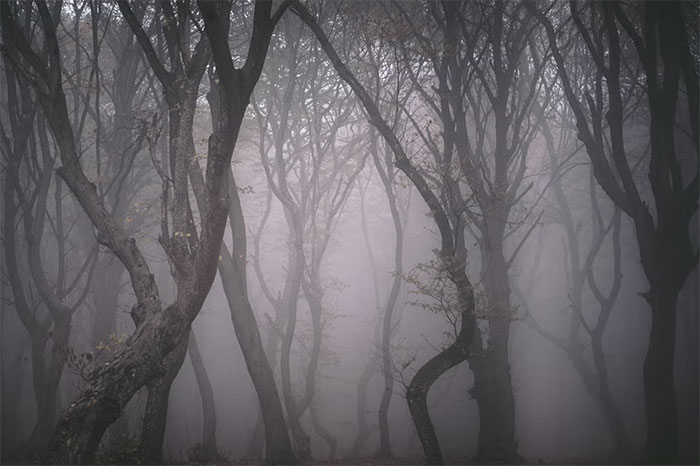 Các nhà khoa học vẫn chưa giải thích được kiểu sinh trưởng kỳ lạ của cây ở rừng Hoia Baciu.