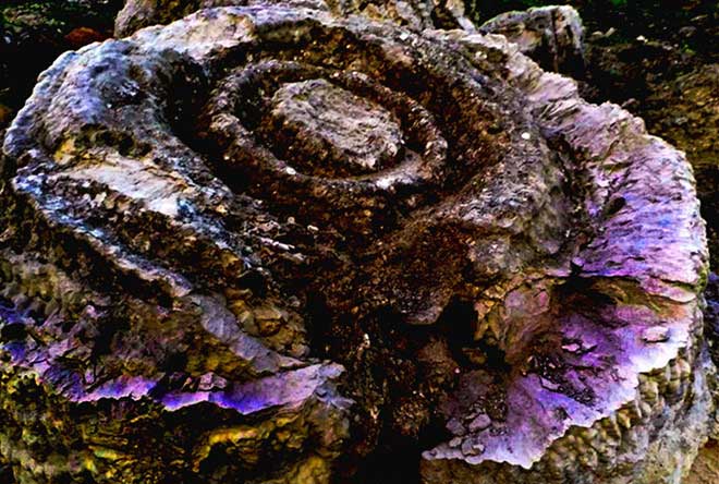 Cận cảnh khối san hô hóa thạch hình hoa hồng niên đại 6.000 năm.