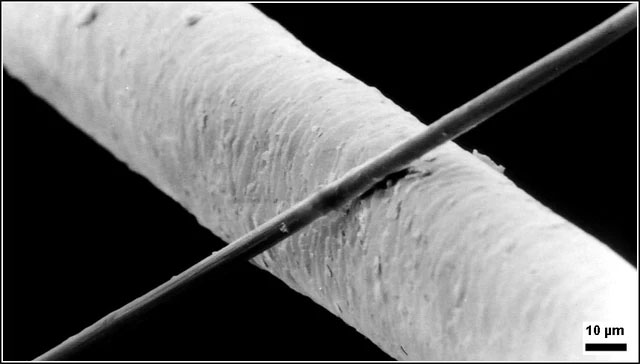 Một sợi carbon đường kính 6 micromet đặt trên một sợi tóc người đường kính 50 micromet
