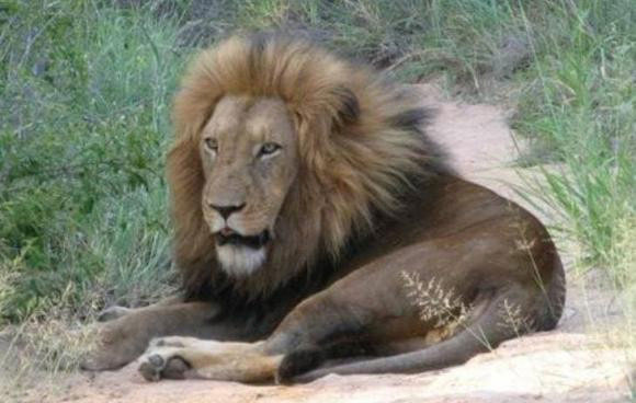 Sư tử đực khá vô trách nhiệm đối với việc kiếm ăn và chăm con.