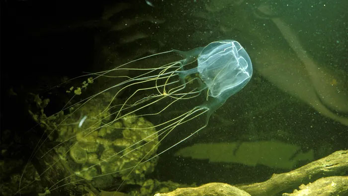  Sứa hộp hay ong bắp cày biển là loài sứa độc nhất, nguy hiểm nhất