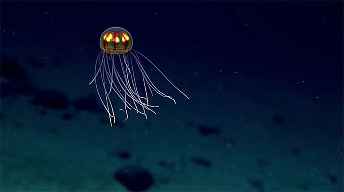 Một con sứa phát quang sinh học