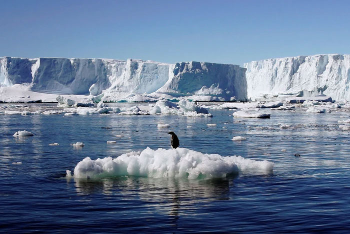 Hệ sinh thái dưới lòng Nam Cực vẫn đang phải đối mặt với áp lực lớn.