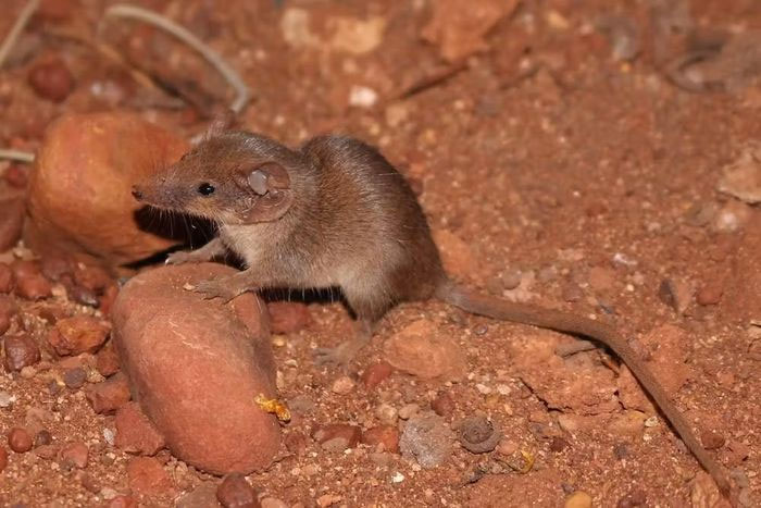  Một trong hai loài thú mới được phát hiện ở Australia. 