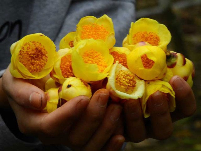  Trong loài cây trà hoa vàng Bù Gia Mập có nhiều hợp chất quý giá. 