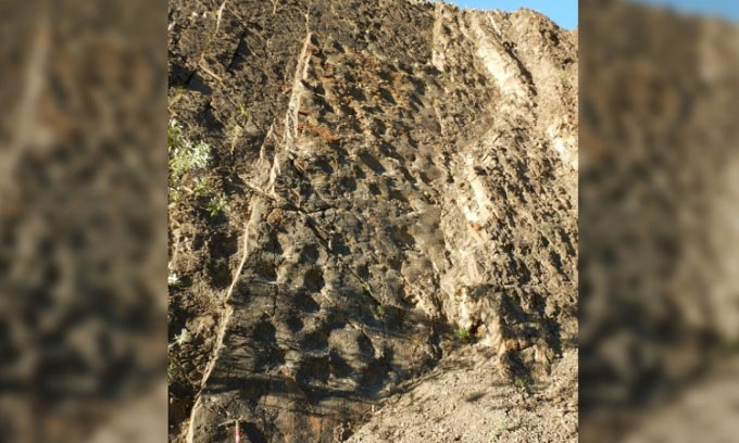  Bề mặt phủ đầy dấu chân khủng long của vách đá ở Denali. 