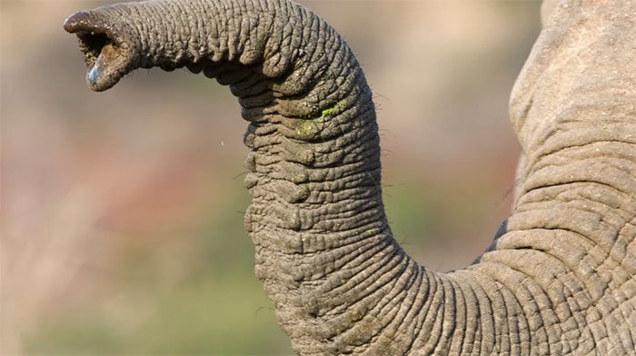 Vòi voi tiến hóa do những biến đổi của môi trường sống trên đồng cỏ của tổ tiên chúng. 