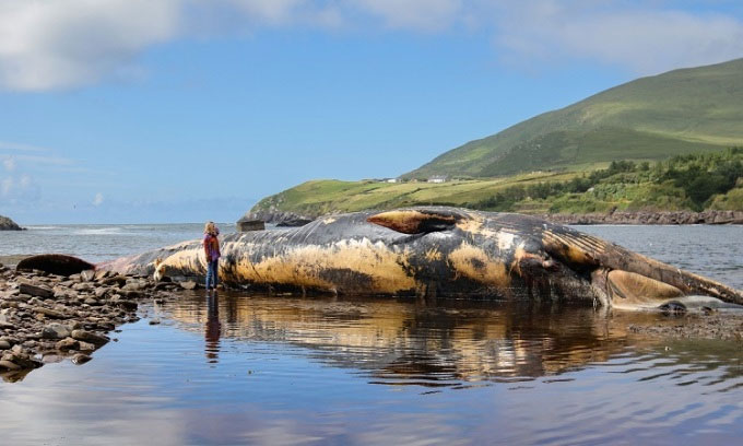  Xác cá voi vây dài 19m ở Kerry hôm 9/7. 