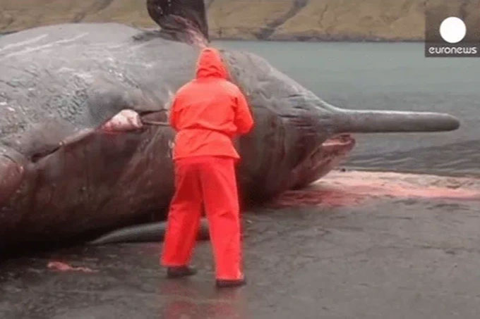  Xác cá voi được tìm thấy đang trong quá trình phân hủy. 