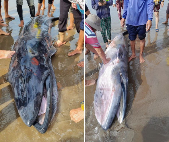 Cá ông nặng khoảng 300kg dạt vào bờ biển Trà Vinh.
