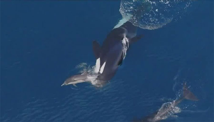 Cá voi sát thủ thường làm chậm con mồi để biểu diễn cách săn cho con non.