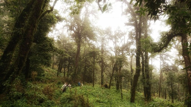 Khung cảnh cánh rừng nguyên sinh trong suốt hành trình