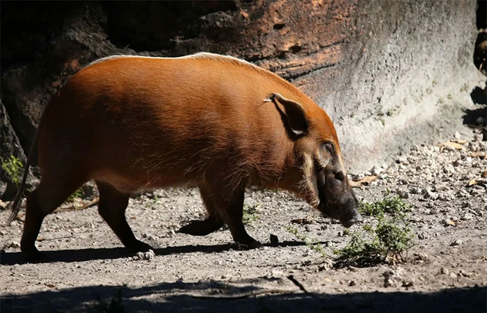 Lợn lông đỏ được tìm thấy ở miền Tây và miền Trung châu Phi.