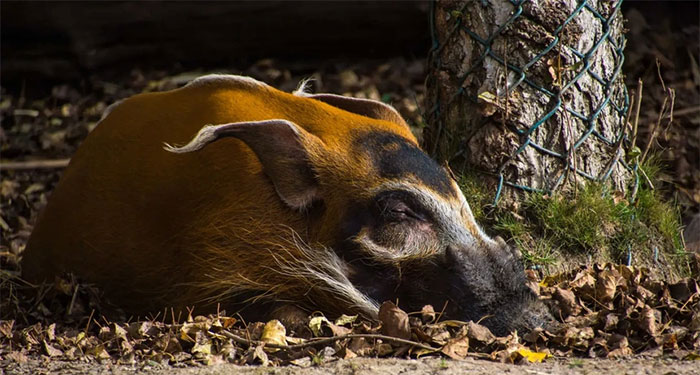 Lợn lông đỏ chủ yếu sống về đêm và dành phần lớn thời gian để tìm kiếm thức ăn.