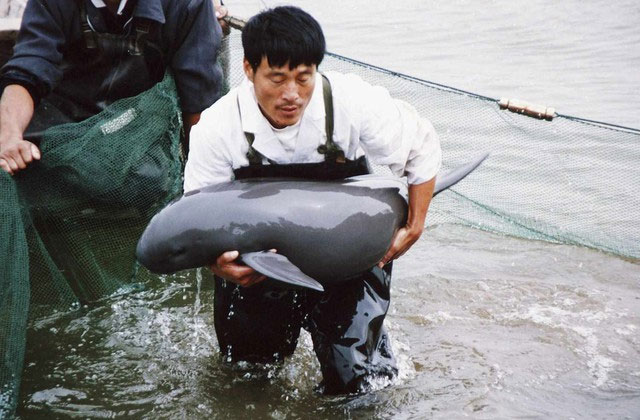  Cá heo không vây Dương Tử được tìm thấy ở dòng chính của sông Dương Tử 