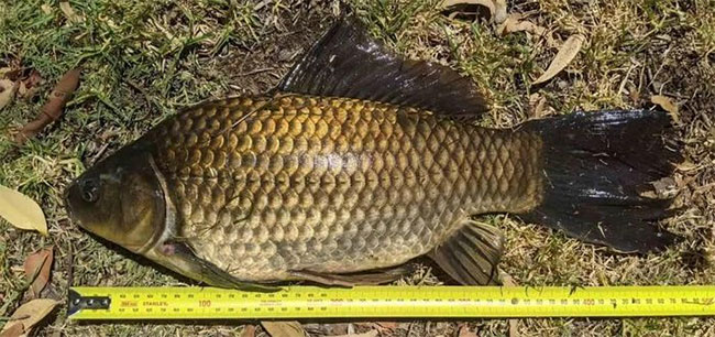  Con cá vàng "quái vật" dài khoảng 82cm. 