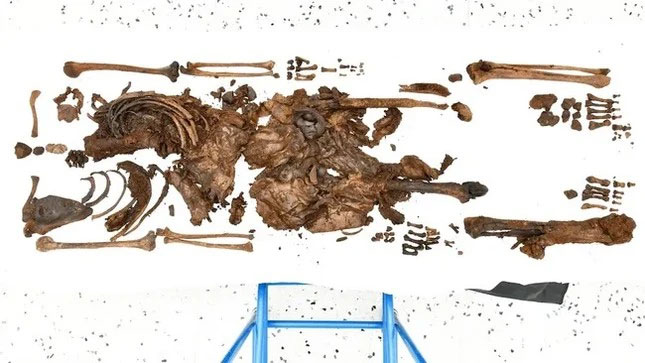 Mặc dù cơ quan chức năng đã tìm thấy phần lớn bộ xương nhưng hộp sọ vẫn bị mất.