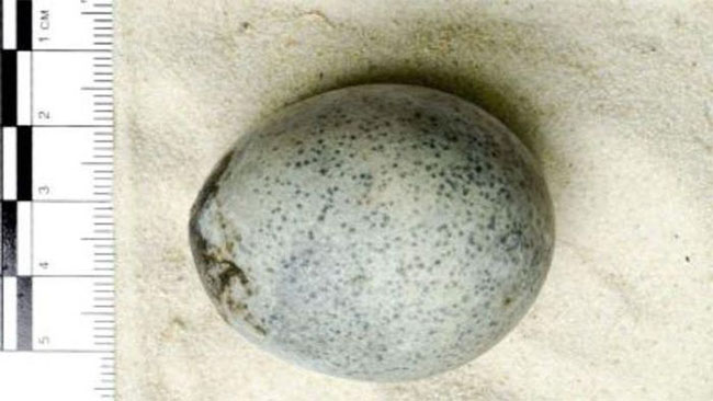 Hình ảnh quét quả trứng gà 1.700 năm tuổi cho thấy nó vẫn chứa chất lỏng và bọt khí.