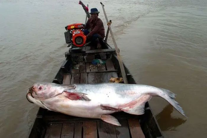 Hình ảnh một con cá da trơn khổng lồ tại sông Mekong.