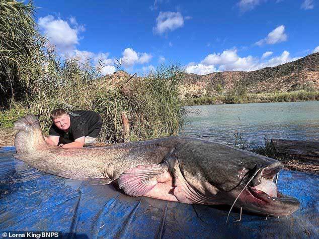Con cá da trơn "khủng" được xác định dài 2,7 mét và nặng 68kg.