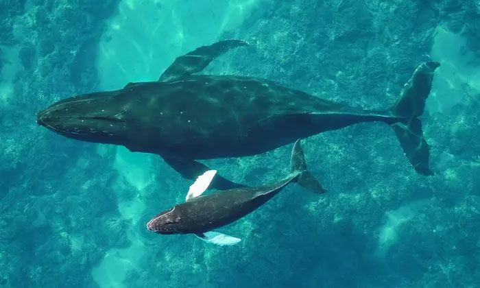 Sóng nhiệt kéo dài có thể khiến cá voi và các động vật biển khác chết đói.