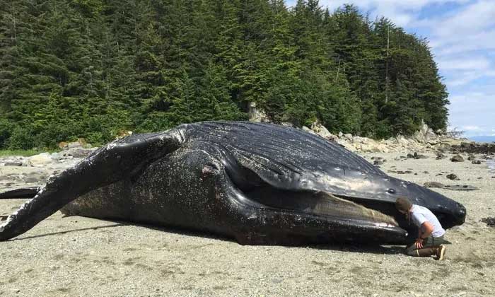  Cá voi lưng gù Festus, đã chết gần Vịnh Glacier vào tháng 6/2016. 