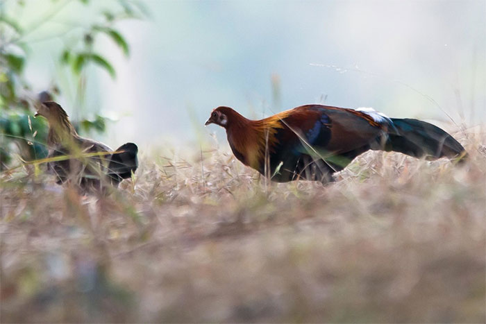 Gà hoang của Kauai một phần có nguồn gốc từ gà rừng đỏ (Gallus gallus)