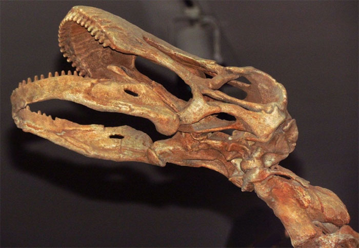   Hộp sọ của Rapetosaurus krausei tại Bảo tàng Ontario, Toronto, Ontario, Canada. 