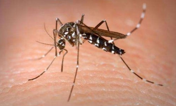 Muỗi vằn có thể lây lan nhiều bệnh truyền nhiễm.