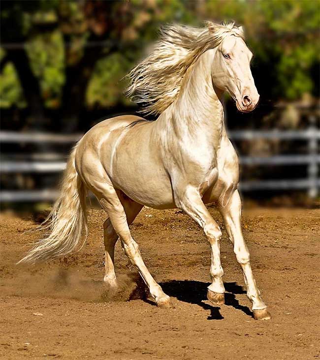 Loài ngựa này được tôn vinh làm biểu tượng quốc gia vì nhiều lý do.