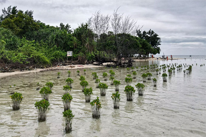  Trồng cây ngập mặn ở đảo Pari để làm chậm xói mòn do mực nước biển dâng cao. 