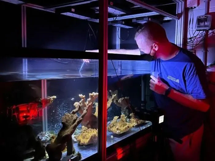Một nhà nghiên cứu làm việc với loài san hô mới sinh sản trong một bể cá.