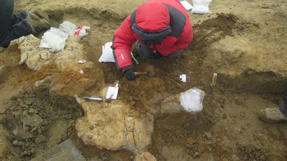 Một nhà cổ sinh vật học khai quật các mẩu xương của con thủy quái