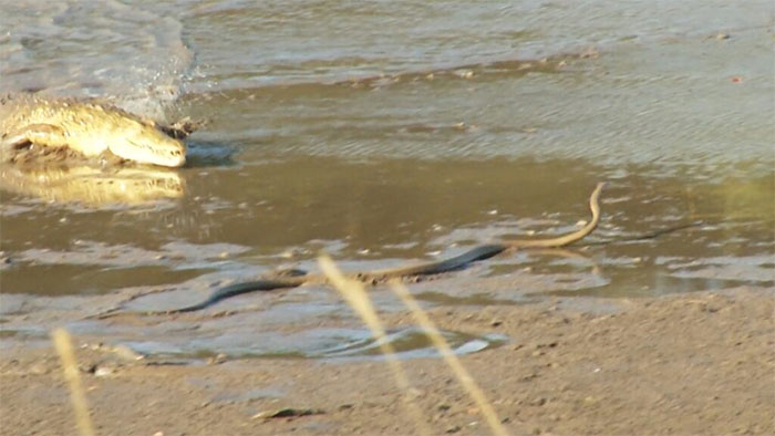 Con cá sấu lao tới tấn công rắn mamba đen.