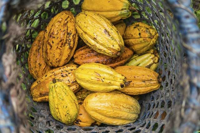 Cacao nacional được coi là nguyên liệu thô tốt nhất cho loại socola đặc biệt.