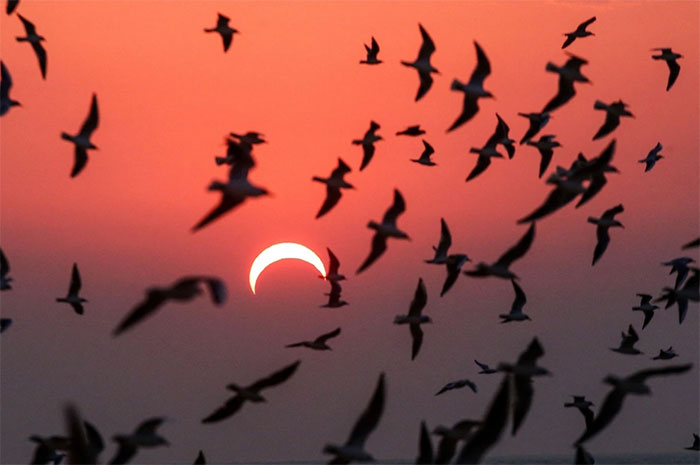 Hành vi lạ của chim khi nhật thực xảy ra có thể liên quan đến sự phản ứng của chúng với ánh sáng. 