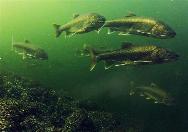 Quần thể cá khổng lồ sinh sống trong lòng hồ Yamdrok