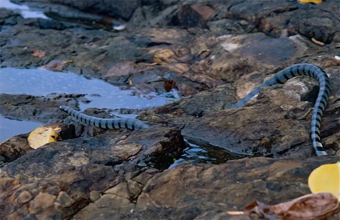 Một cá thể rắn biển mép vàng trên bờ biển.